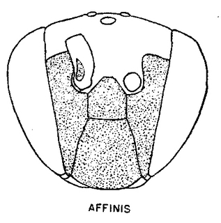Hylaeus affinis, face, 