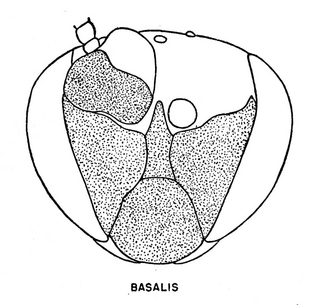 Hylaeus basalis, male, face, 