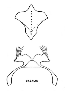Hylaeus basalis, sterna 7 and 8, 
