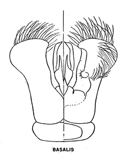 Hylaeus basalis dorsal and ventral genital armature, 