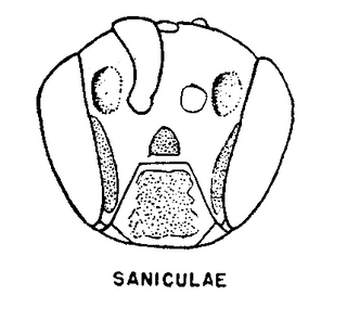 Hylaeus saniculae, face, 