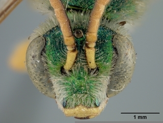 Agapostemon femoratus, face