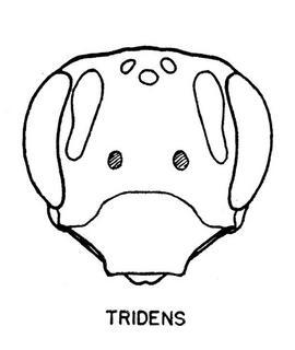 Andrena tridens, face, female