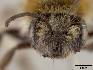 Andrena angelesia, face