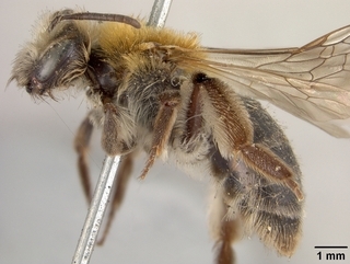 Andrena angelesia, side