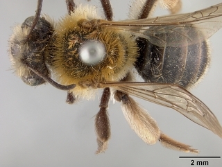 Andrena angelesia, top