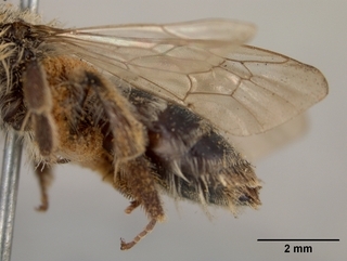 Andrena apacheorum, wing