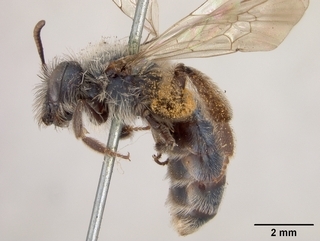 Andrena caerulea, side