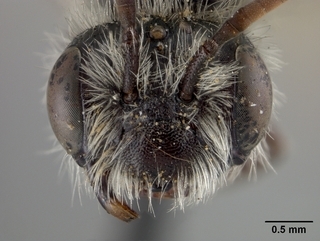 Andrena canadensis, face