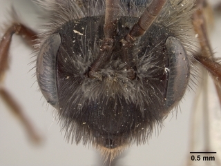 Andrena cerasifolii, face