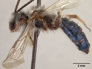 Andrena cerasifolii, side