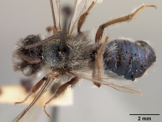 Andrena cerasifolii, top