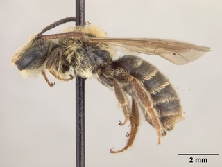Andrena cragini, side
