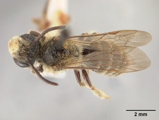 Andrena cragini, top