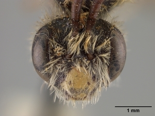 Andrena simulata, face
