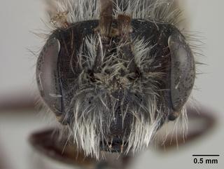 Andrena birtwelli, face
