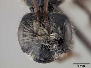 Andrena durangoensis, face