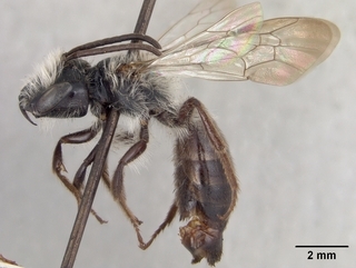 Andrena durangoensis, side