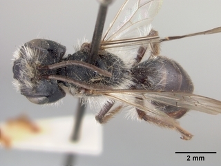 Andrena durangoensis, top