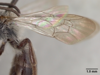 Andrena durangoensis, wing