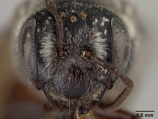 Andrena flaminea, face