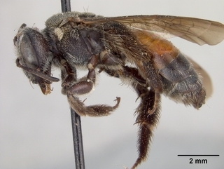 Andrena flaminea, side