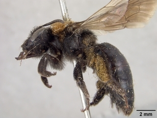 Andrena hallii, side