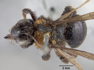 Andrena hallii, top
