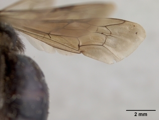 Andrena hallii, wing