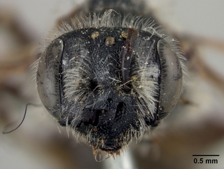 Andrena imitatrix, face