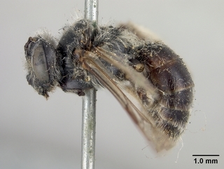 Andrena imitatrix, side