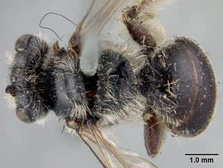 Andrena imitatrix, top