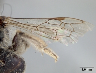 Andrena imitatrix, wing