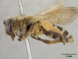 Andrena medionitens, side