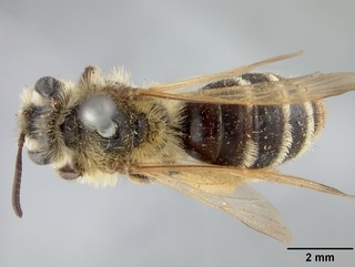 Andrena medionitens, top
