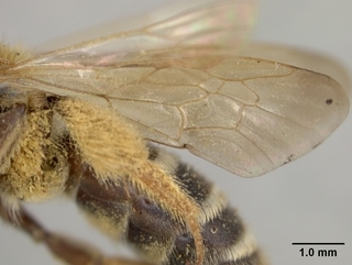 Andrena medionitens, wing