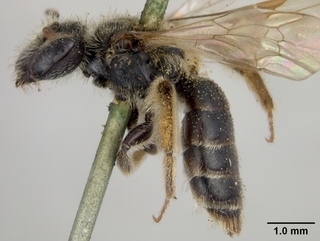Andrena melanochroa, side