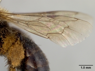 Andrena merriami, wing