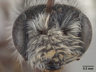 Andrena mesillae, face