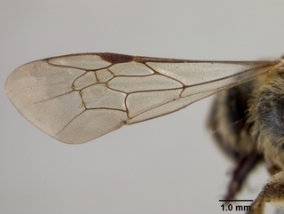 Andrena miranda, wing