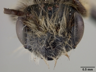 Andrena tridens, face