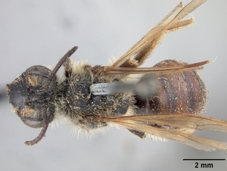 Andrena erythrogaster, top
