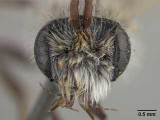 Andrena monilicornis, face