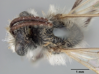 Andrena monilicornis, top