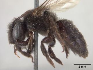 Andrena nigerrima, side
