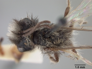 Andrena perarmata, top