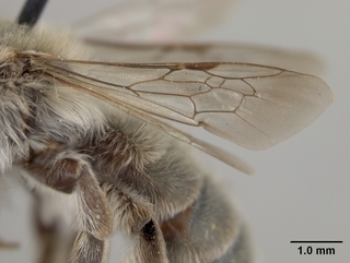 Andrena plumiscopa, wing