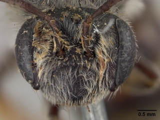 Andrena prunifloris, face