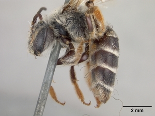 Andrena prunifloris, side