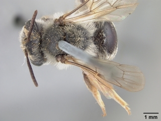 Andrena prunifloris, top